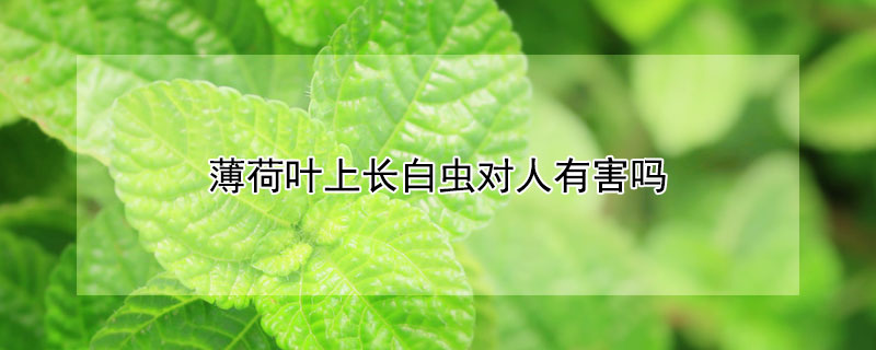 薄荷葉上長(zhǎng)白蟲(chóng)對(duì)人有害嗎