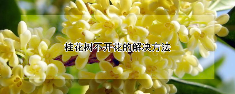 桂花樹(shù)不開(kāi)花的解決方法