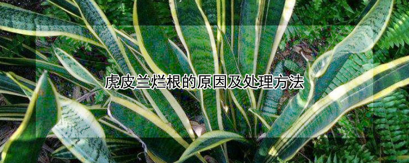 虎皮蘭爛根的原因及處理方法