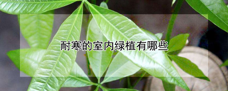 耐寒的室內(nèi)綠植有哪些