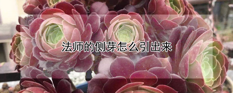 法師的側(cè)芽怎么引出來