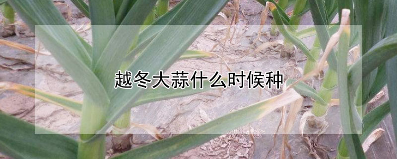 越冬大蒜什么時(shí)候種