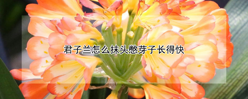 君子蘭怎么抹頭憋芽子長得快