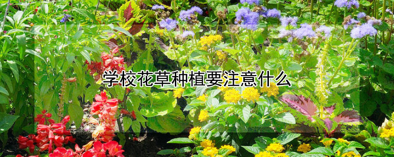 學?；ú莘N植要注意什么