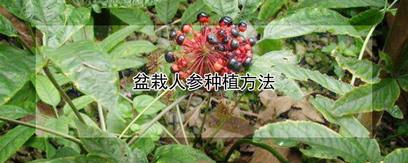 盆栽人參種植方法