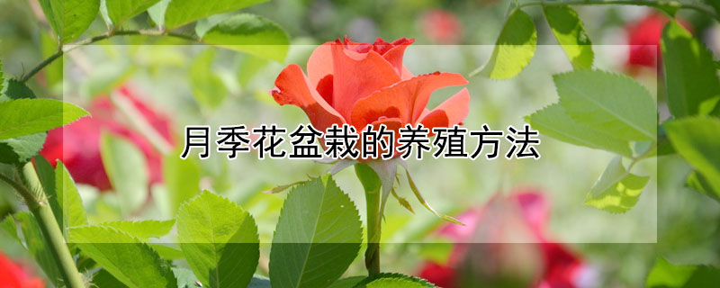 月季花盆栽的養(yǎng)殖方法