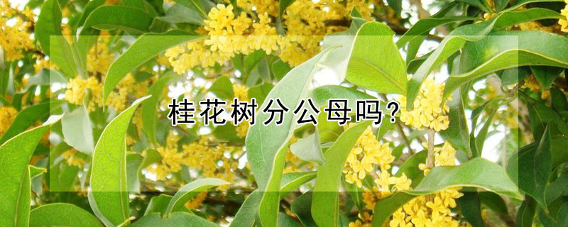 桂花樹分公母嗎?