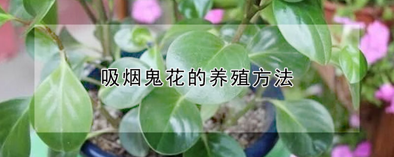 吸煙鬼花的養(yǎng)殖方法