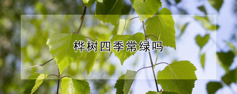 樺樹四季常綠嗎