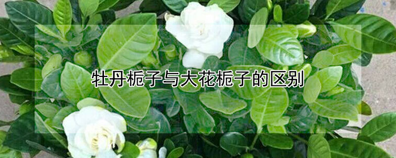 牡丹梔子與大花梔子的區(qū)別