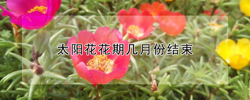 太陽花花期幾月份結束