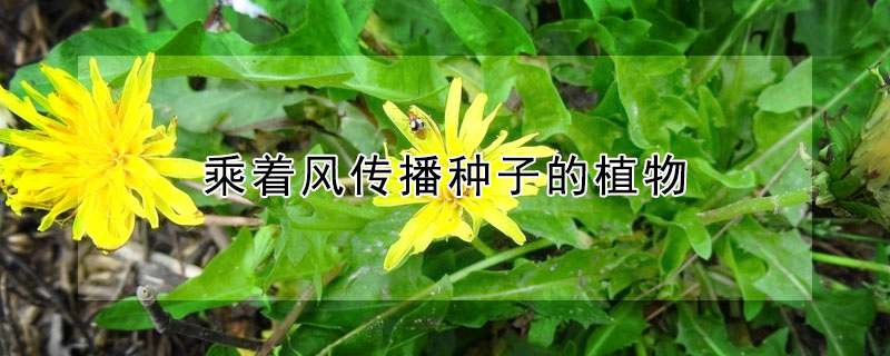 乘著風傳播種子的植物