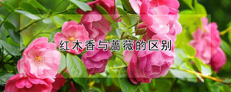 紅木香與薔薇的區別