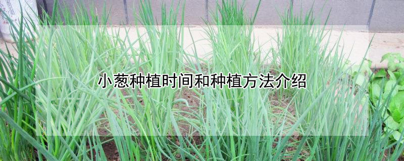 小蔥種植時間和種植方法介紹