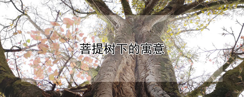 菩提樹(shù)下的寓意