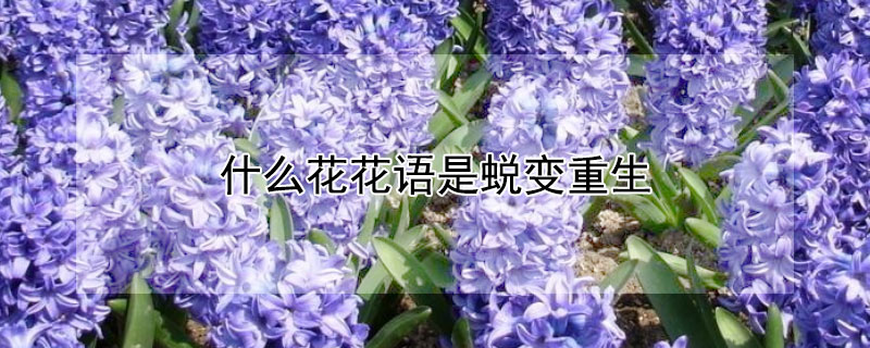 什么花花語(yǔ)是蛻變重生