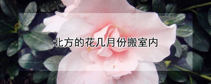 北方的花幾月份搬室內(nèi)