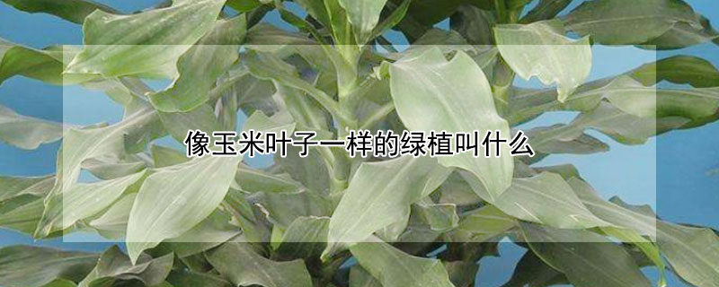 像玉米葉子一樣的綠植叫什么