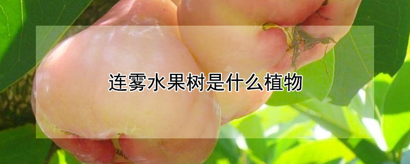 連霧水果樹是什么植物