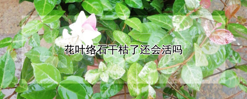 花葉絡石干枯了還會活嗎