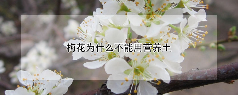 梅花為什么不能用營(yíng)養(yǎng)土