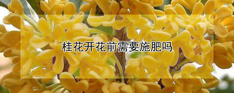 桂花開(kāi)花前需要施肥嗎