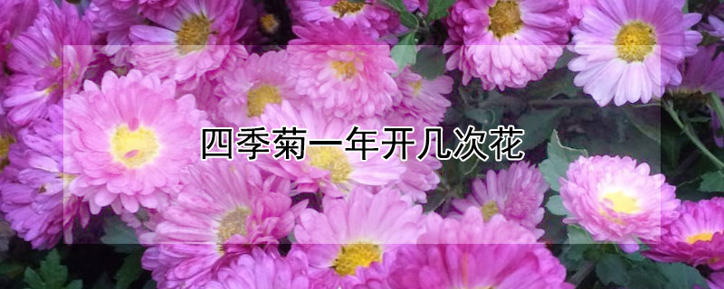 四季菊一年開幾次花