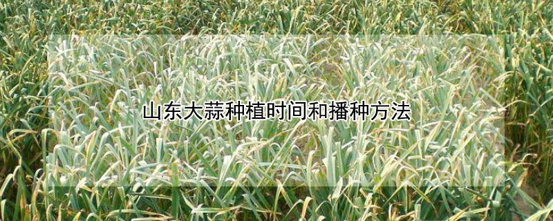 山東大蒜種植時間和播種方法