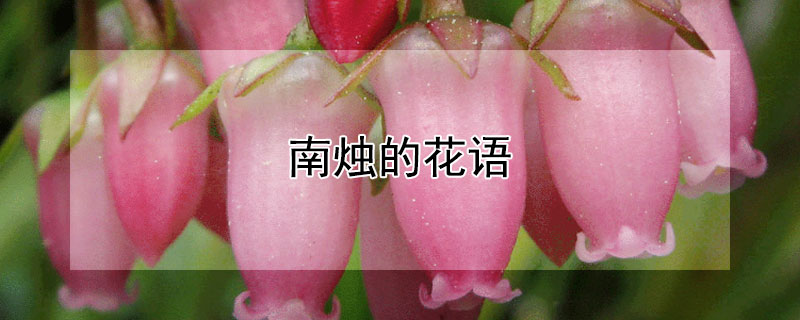 南燭的花語(yǔ)