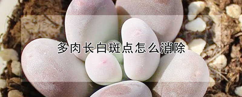 多肉長白斑點怎么消除