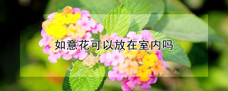 如意花可以放在室內嗎