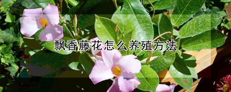 飄香藤花怎么養殖方法