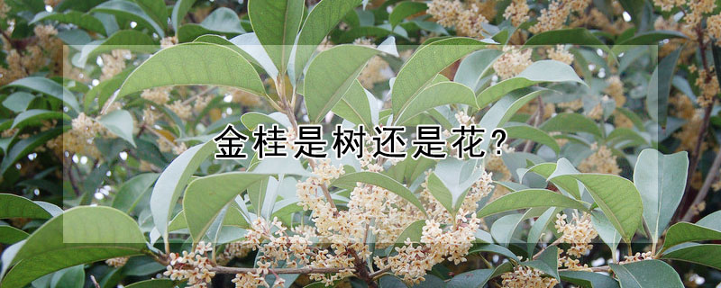 金桂是樹還是花?