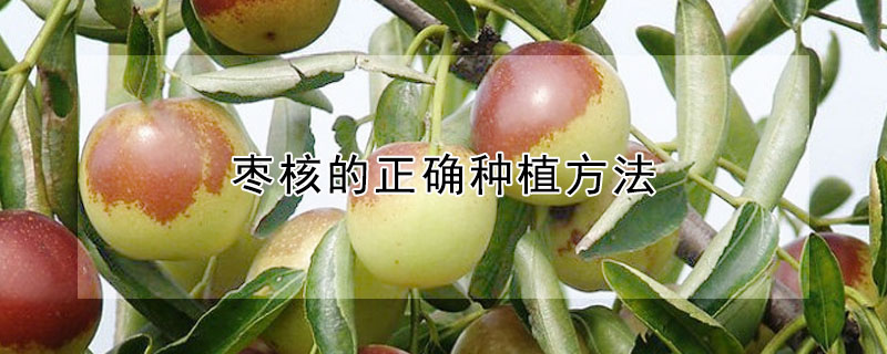 棗核的正確種植方法