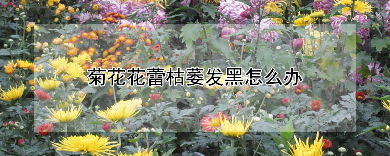 菊花花蕾枯萎發黑怎么辦