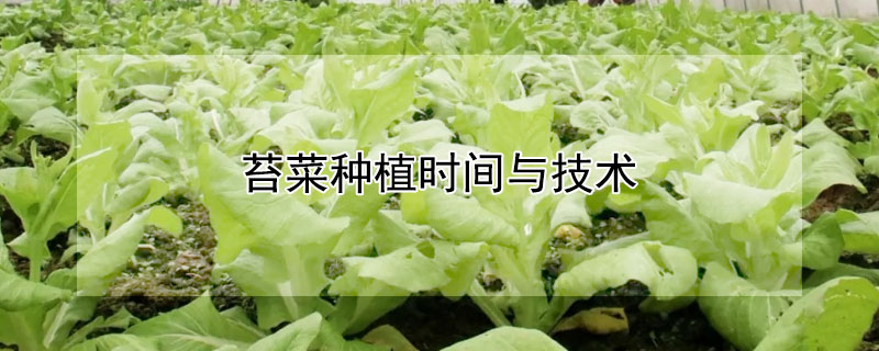 苔菜種植時(shí)間與技術(shù)