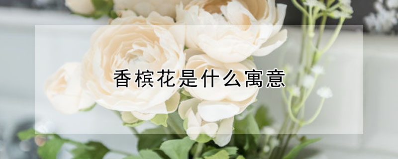 香檳花是什么寓意