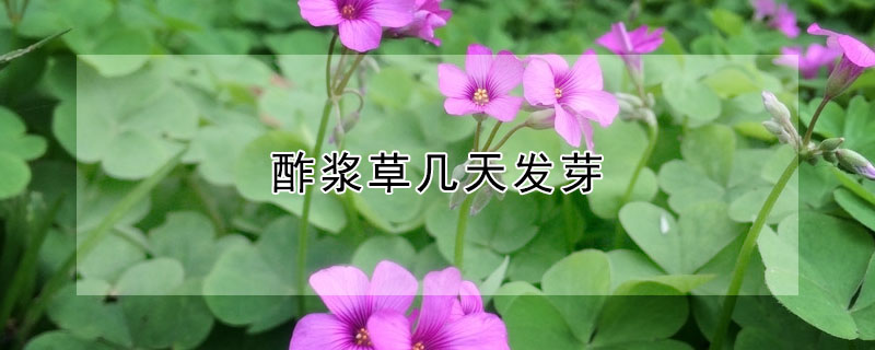 酢漿草幾天發(fā)芽