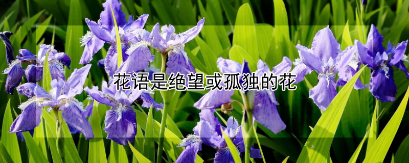 花語(yǔ)是絕望或孤獨(dú)的花