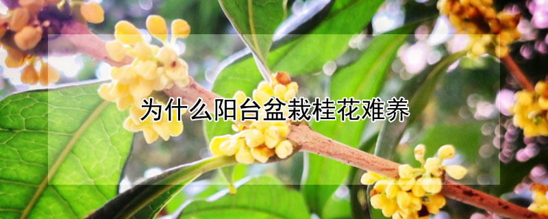 為什么陽臺(tái)盆栽桂花難養(yǎng)