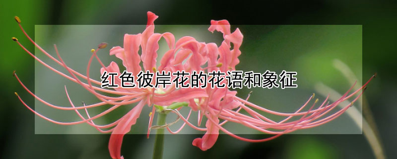 紅色彼岸花的花語和象征