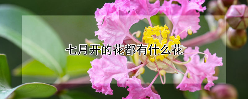 七月開的花都有什么花