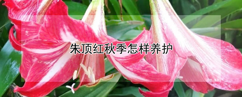 朱頂紅秋季怎樣養(yǎng)護(hù)