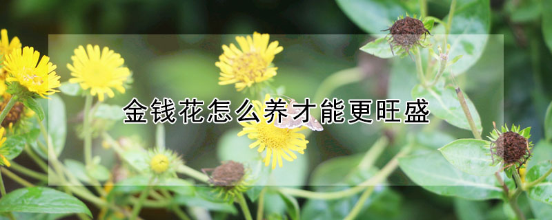 金錢花怎么養(yǎng)才能更旺盛