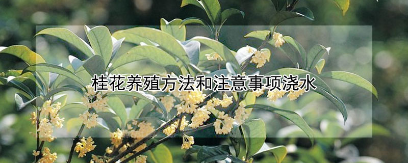 桂花養(yǎng)殖方法和注意事項澆水