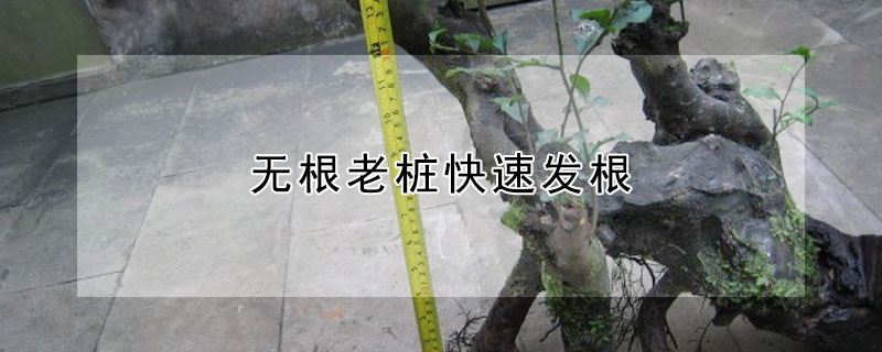 無根老樁快速發(fā)根