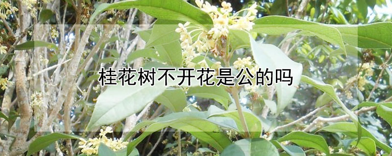 桂花樹不開花是公的嗎