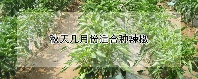 秋天幾月份適合種辣椒