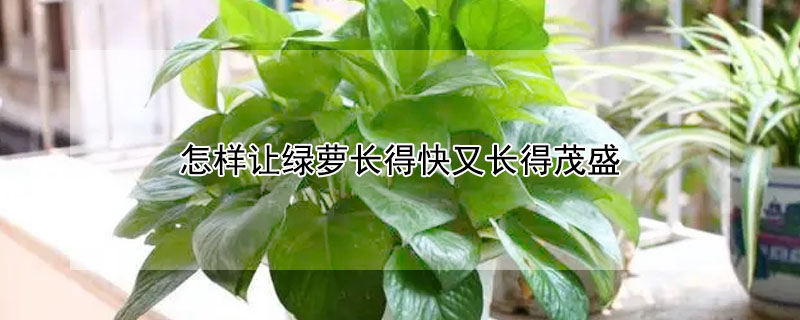 怎樣讓綠蘿長得快又長得茂盛