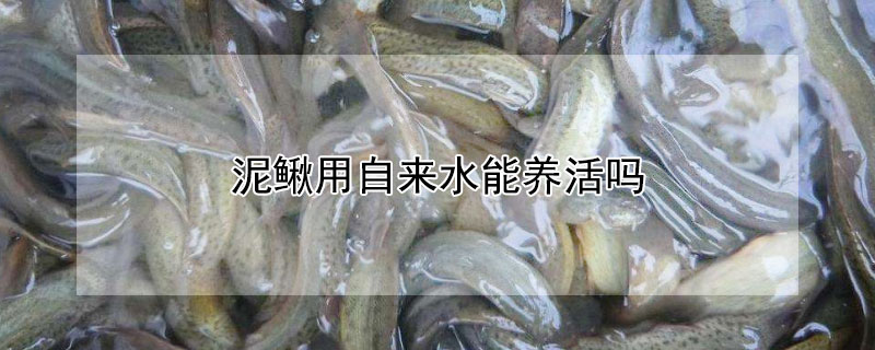 泥鰍用自來水能養(yǎng)活嗎